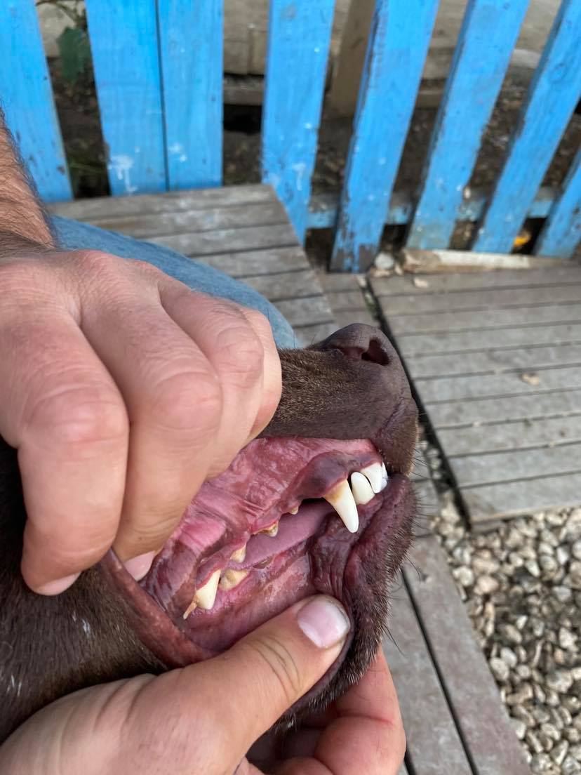 Monty (fka Mocha)